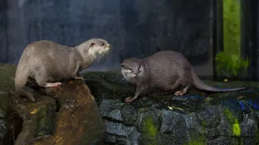 Loch Lomond Otters (1)