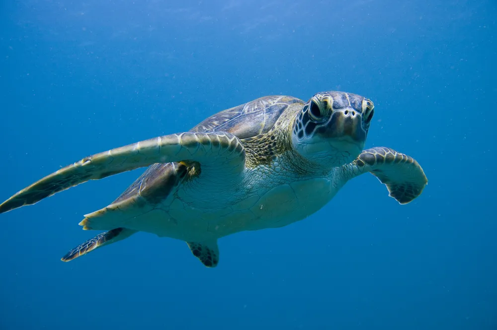 Green Sea Turtle