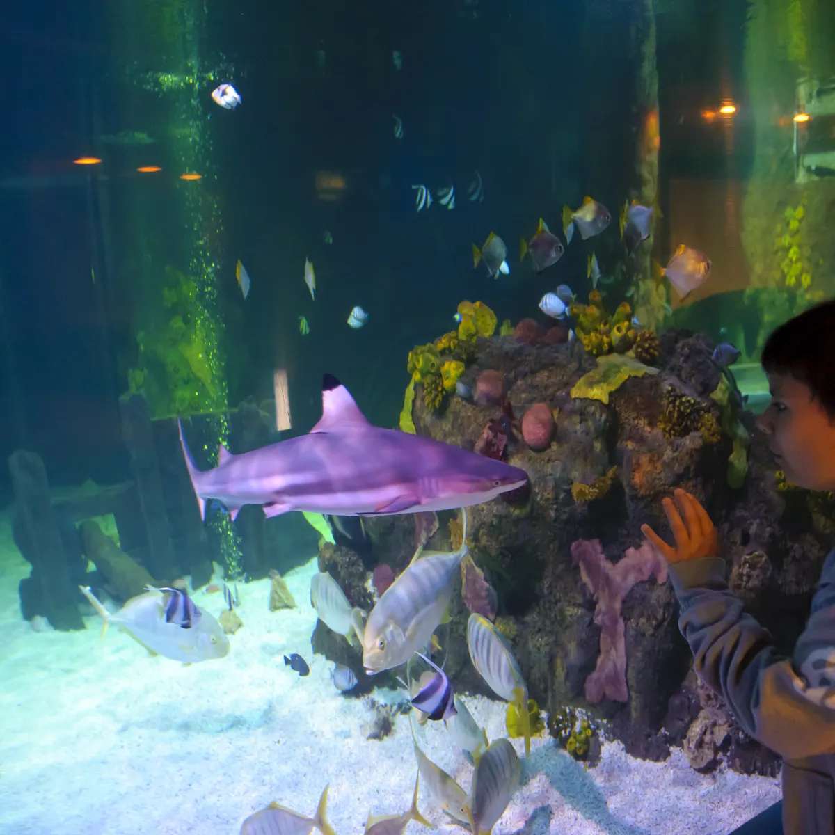 Zones & Habitats SEA LIFE Loch Lomond Aquarium