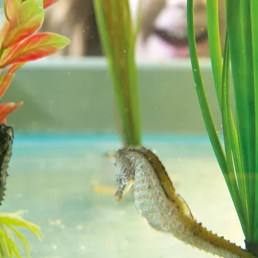 Seahorse Babies