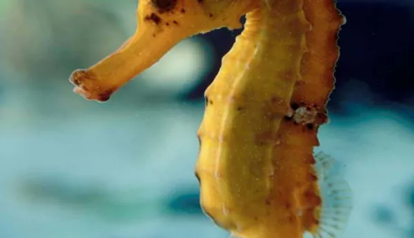 Brazilian Orange Seahorse