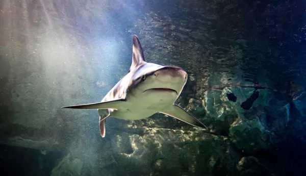 Black Tip Reef Sharks