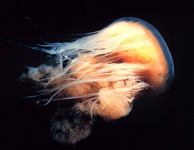 Jellyfish Cyanea Capillata