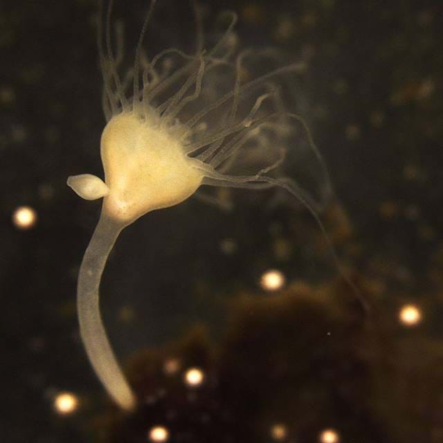 Jellyfish Polyp