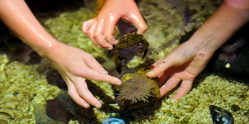Rockpool (1)