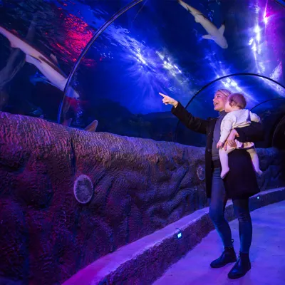 Loch Lomond Ocean Tunnel 1.1