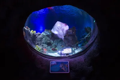 Stingray swimming in SEA LIFE