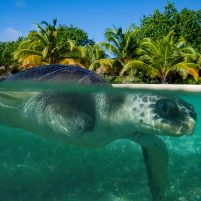 Meet April our rescued Olive Ridley Turtle from the Maldives at SEA LIFE Loch Lomond