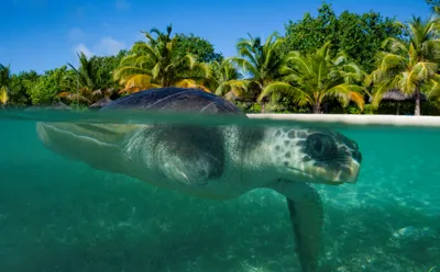 Meet April our rescued Olive Ridley Turtle from the Maldives at SEA LIFE Loch Lomond