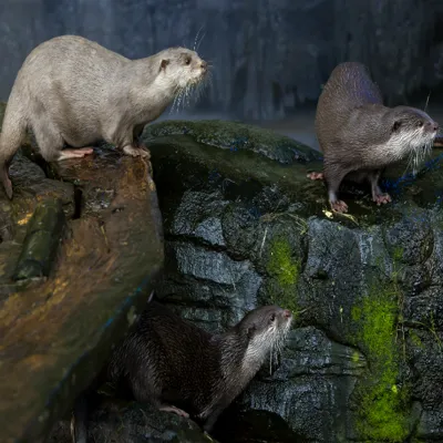 Loch Lomond Otters