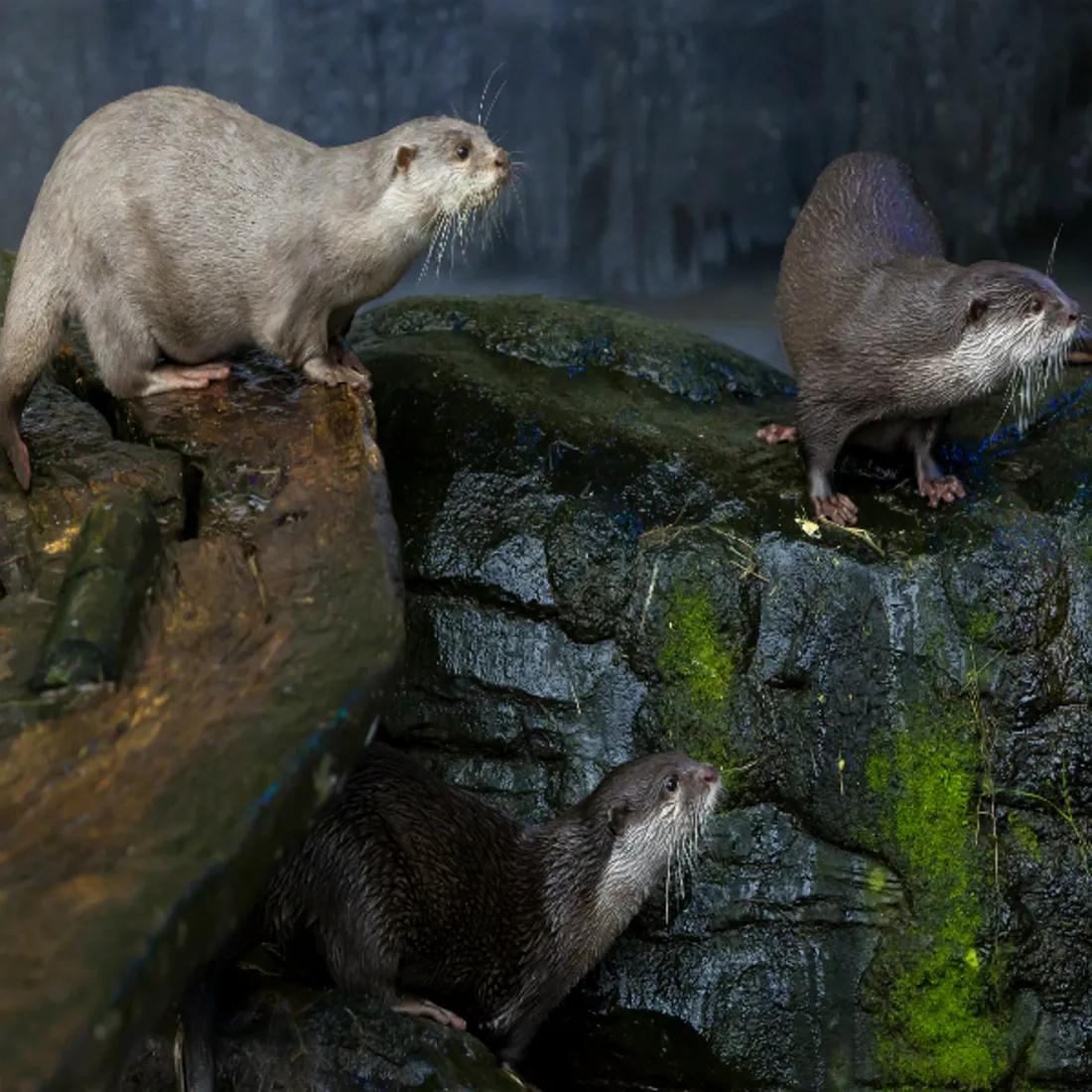 Visit SEA LIFE Loch Lomond Aquarium Centre visit-sea-life-loch-lomond-aquarium-centre