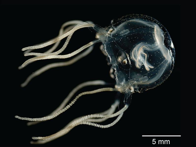 Jellyfish Tripedalia Cystophora