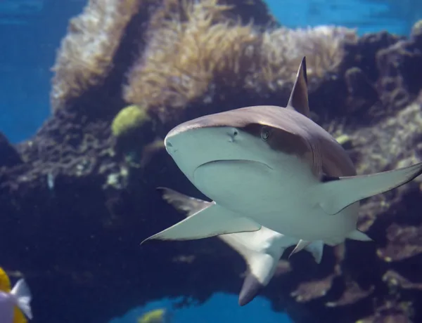 Blacktip Shark at SEA LIFE