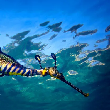 Sea Dragon