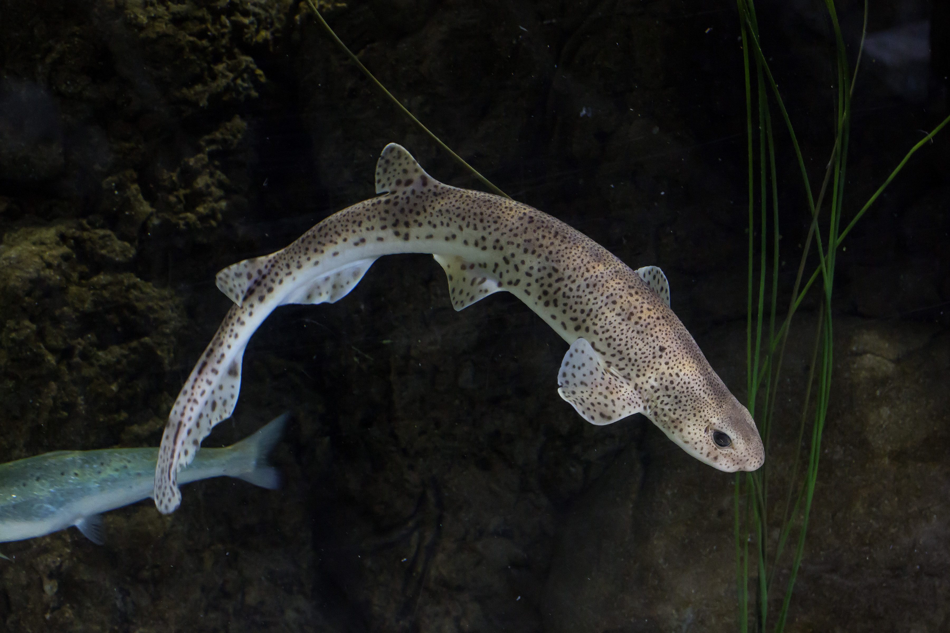 Lesser Spotter Dogfish