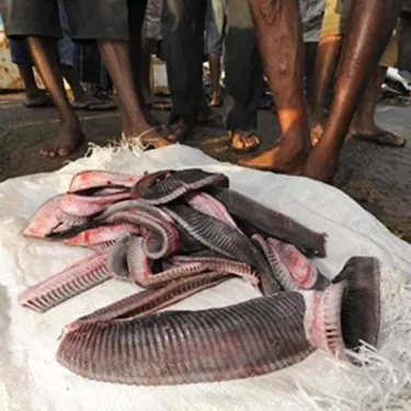 Oceanic Manta Ray Rakers