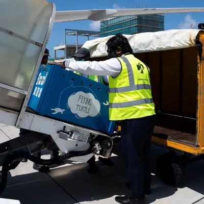 Rescued turtle at SEA LIFE Loch Lomond