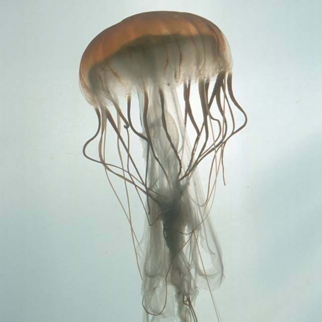 Jellyfish Sea Nettle Chrysaora Pacifica