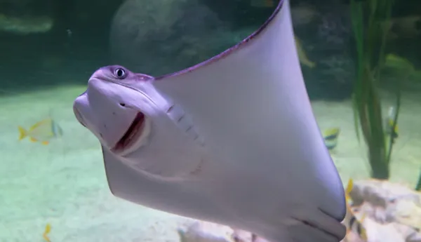 Ray