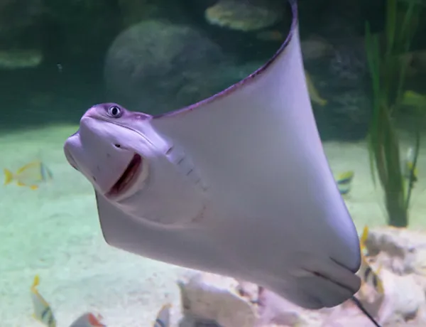 Visit SEA LIFE Loch Lomond Aquarium Centre