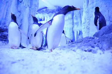 Waddie Gentoo Penguin