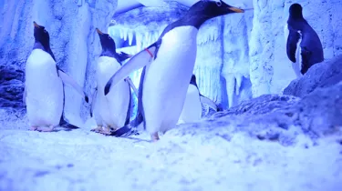 Waddie Gentoo Penguin