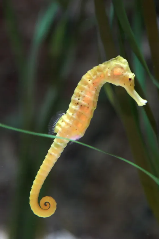 Visit SEA LIFE Loch Lomond Aquarium Centre