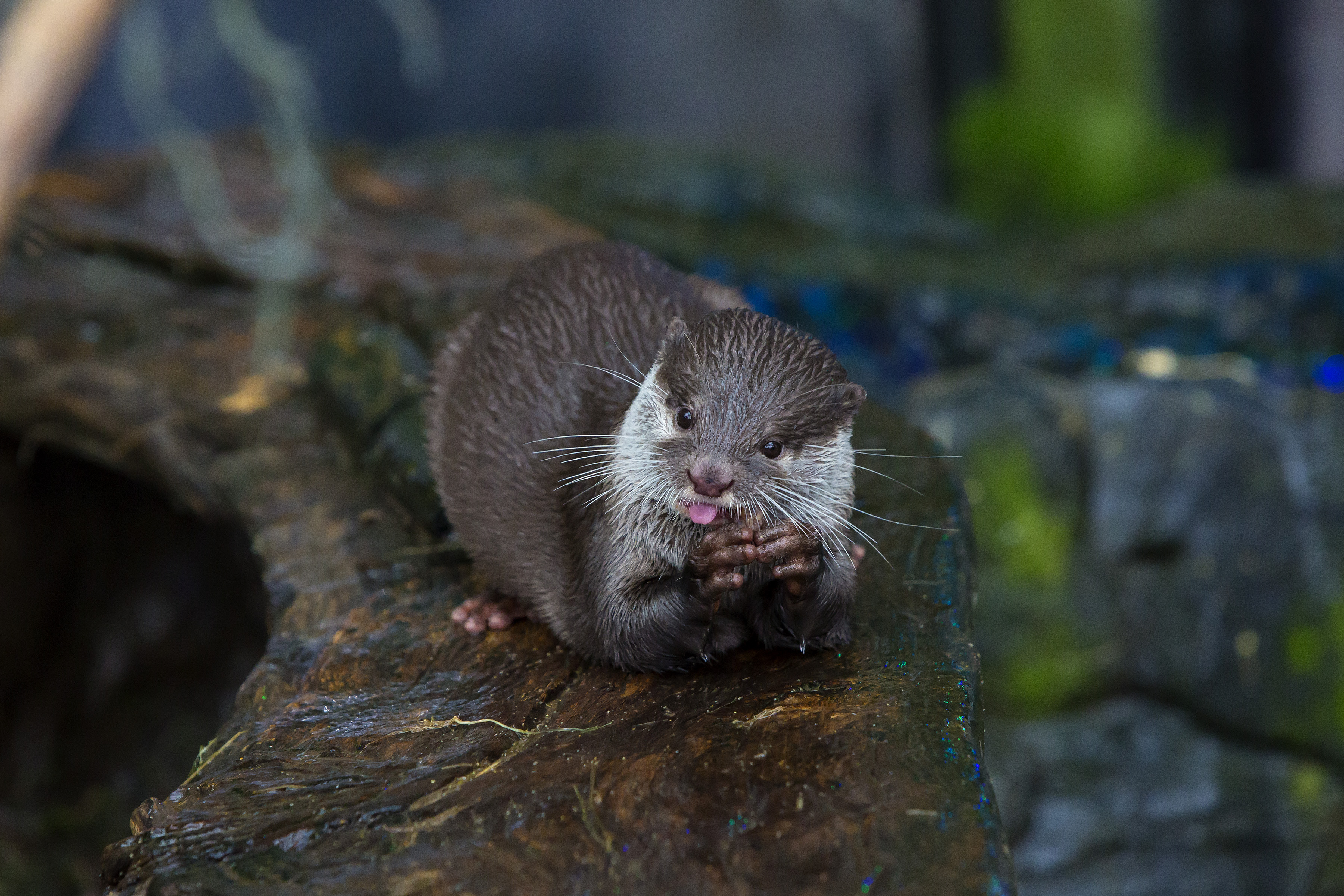 Asian Short Claw Otter