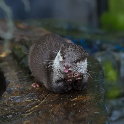 Asian Short Claw Otter