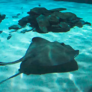 Southern Stingray