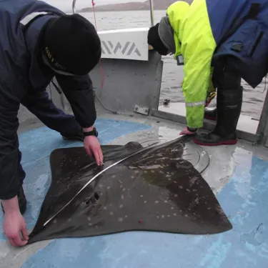 Stingray Tagging Loch Lomond