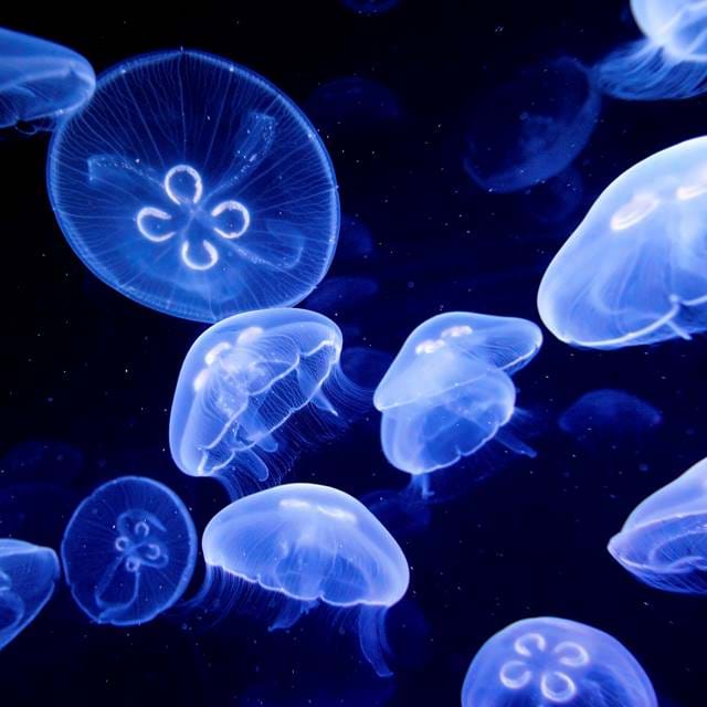 Sealife Moon Jellyfish Aurelia Aurita4