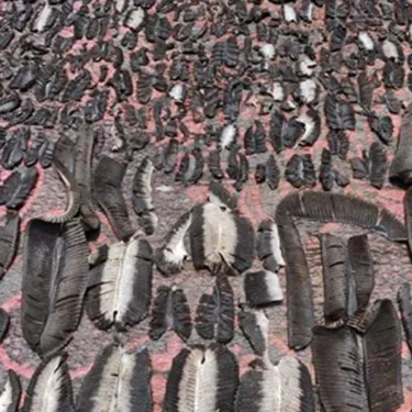 Drying Mobula Manta Gill Rakers