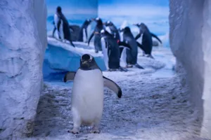 Penguins for Christmas