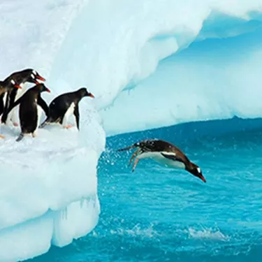 Penguins Diving