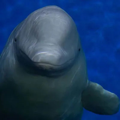 Beluga whales
