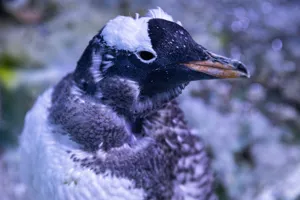 Penguins Moult 2020 2