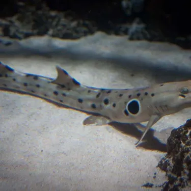 Epaulette Shark