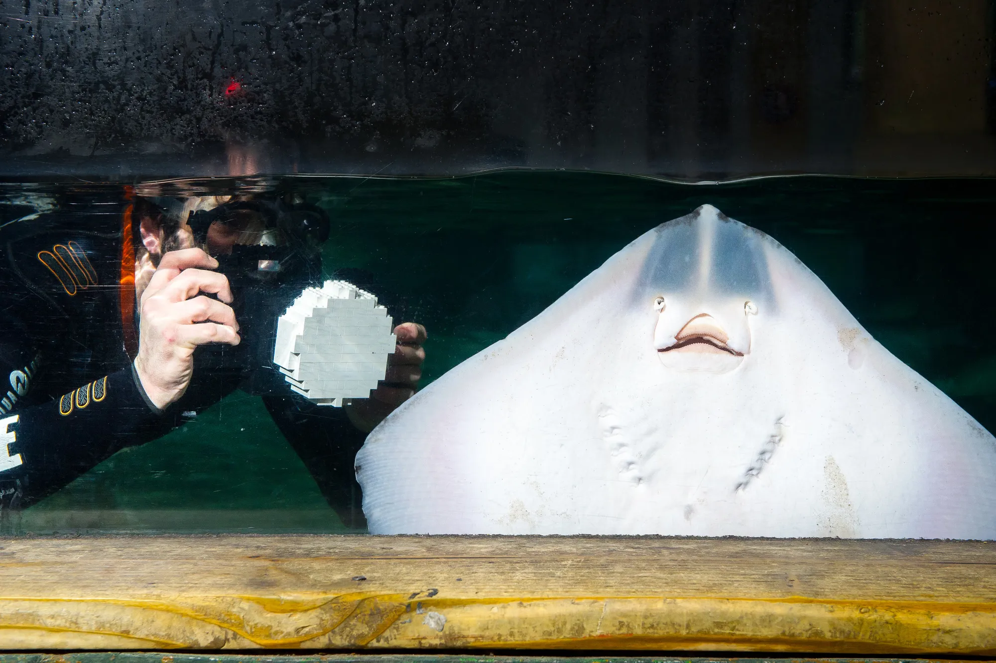 Shark Filming