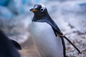 gentoo penguins