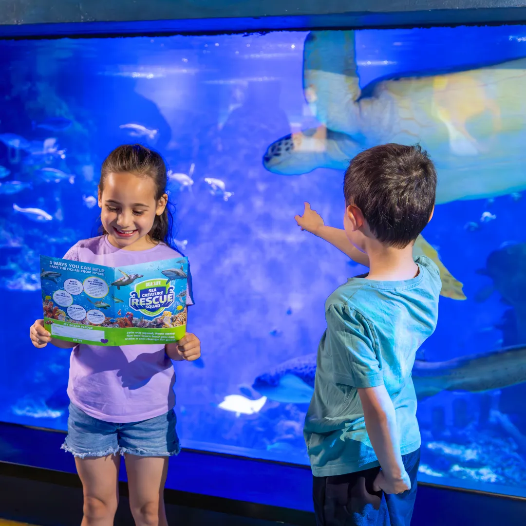 Sea Creatures Follow The Turtle Trail