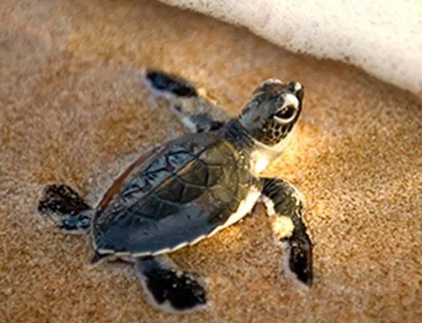 Small Turtle