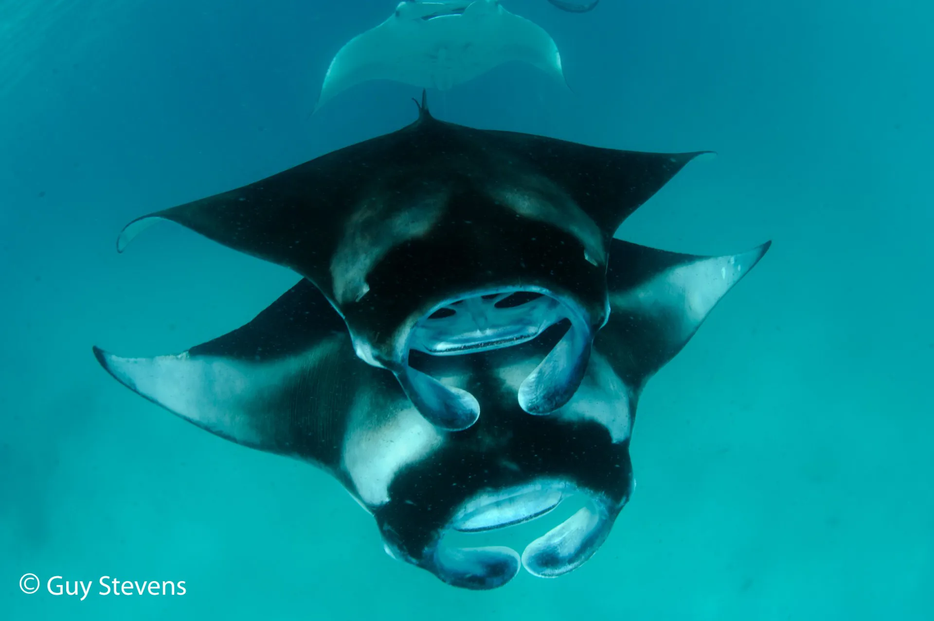 Two Piggy Back Feeding Chevron Reef Manta Rays 1920X1278