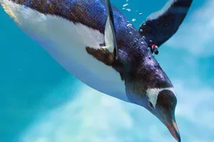 Gentoo Penguin Diving