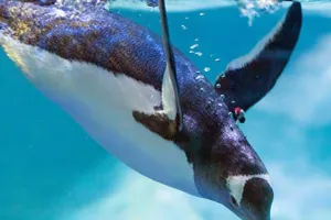 Gentoo Penguin Diving