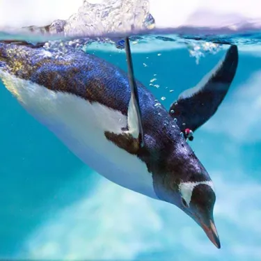 Gentoo Penguin Diving