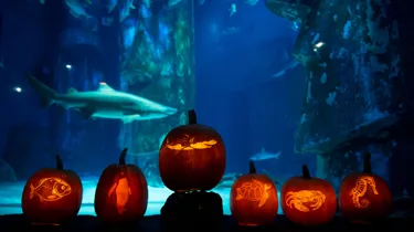 Halloween Pumpkin Trail