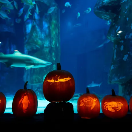 Halloween Pumpkin Trail