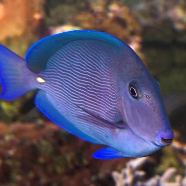 Blue Tang New