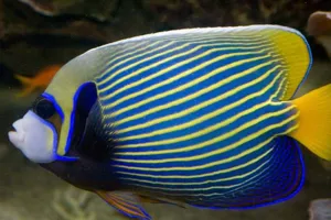 Emperor Angelfish